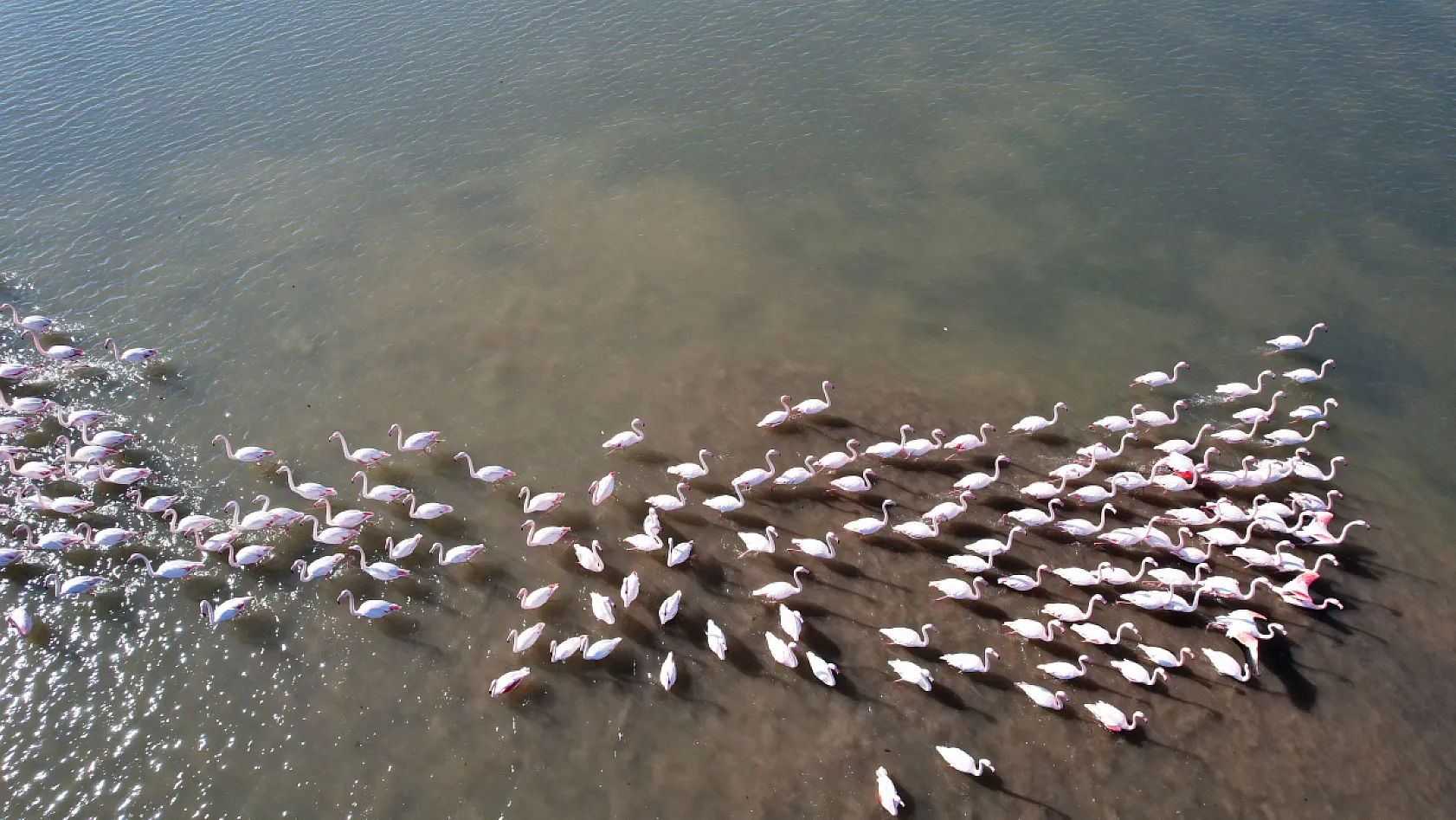 Flamingolara köpük tehdidi