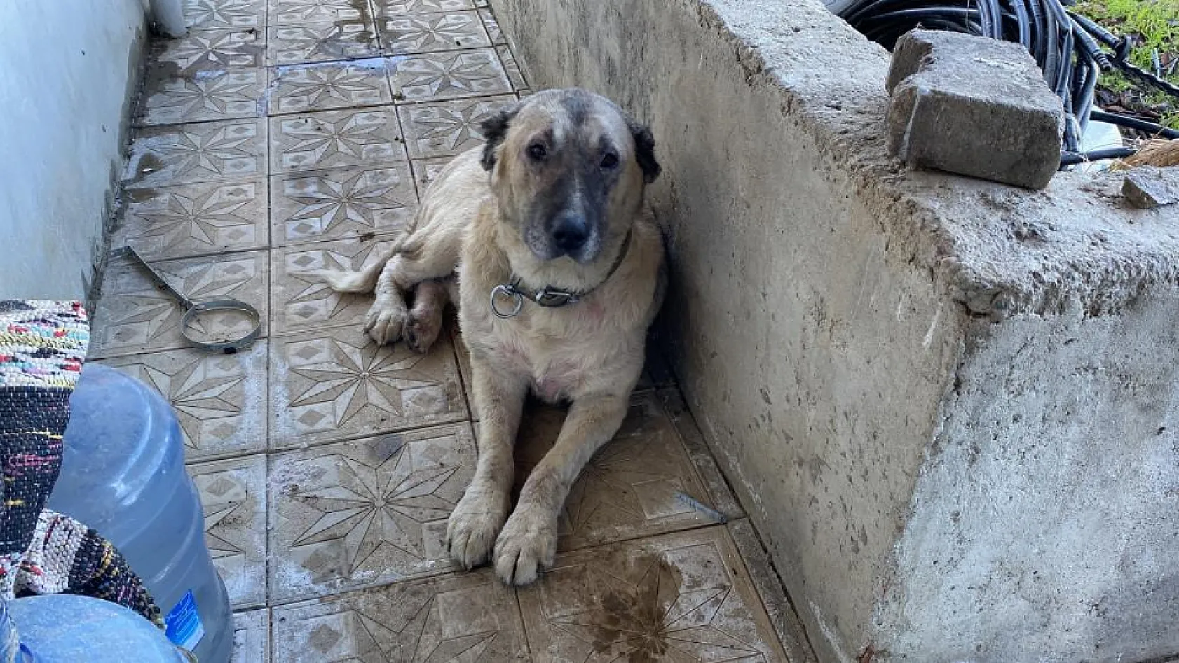 Köpek yangında evini terk etmedi