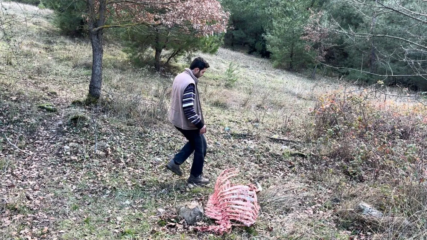 750 yıllık safkan yerli hayvanları kurşuna dizdiler