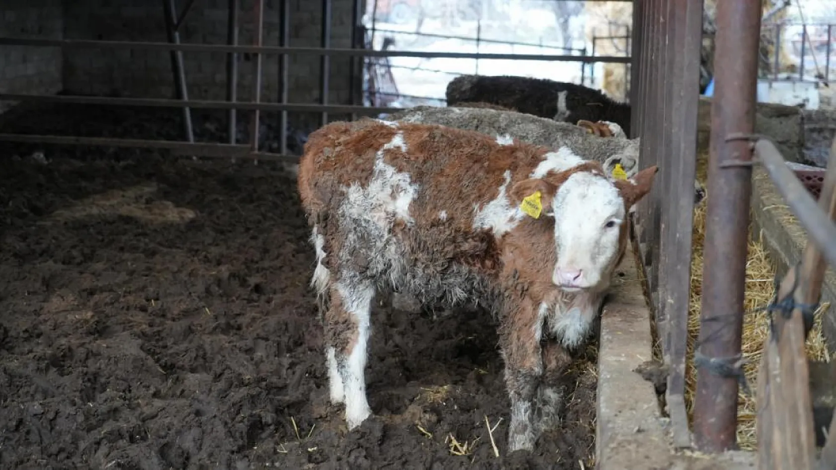 450 kiloluk tosun kahvaltı yapan çocukların bulunduğu salona daldı büyük panik yaşattı