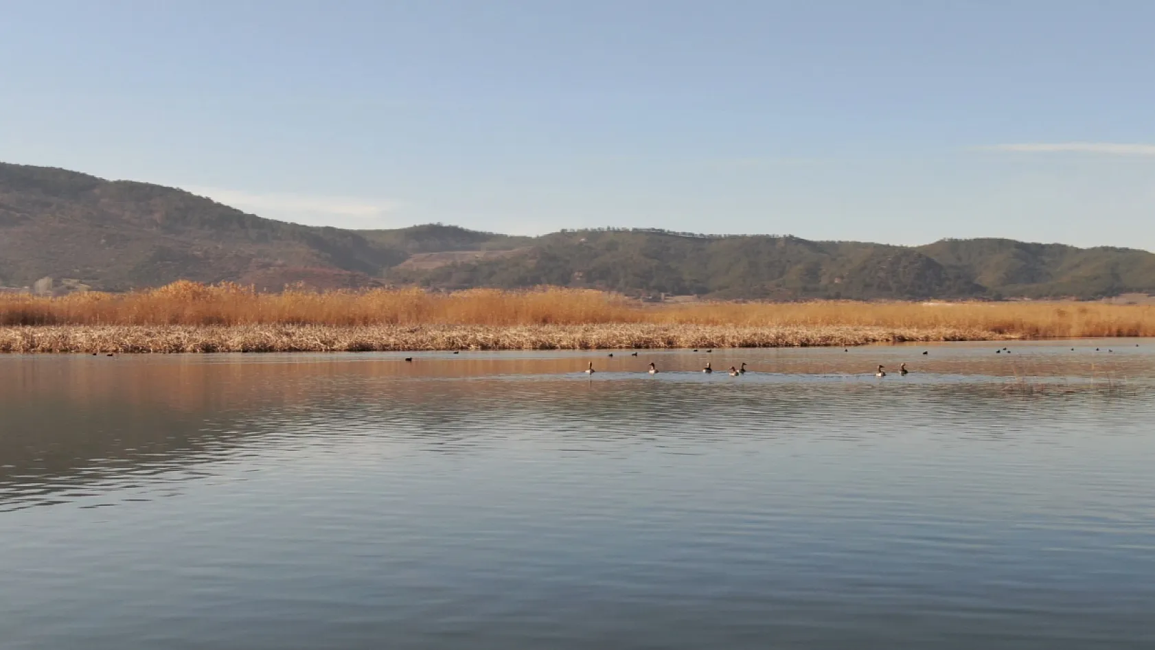Göller Yöresi'ndeki su kuşu sayımları ekosistem değişimlerini aydınlatıyor