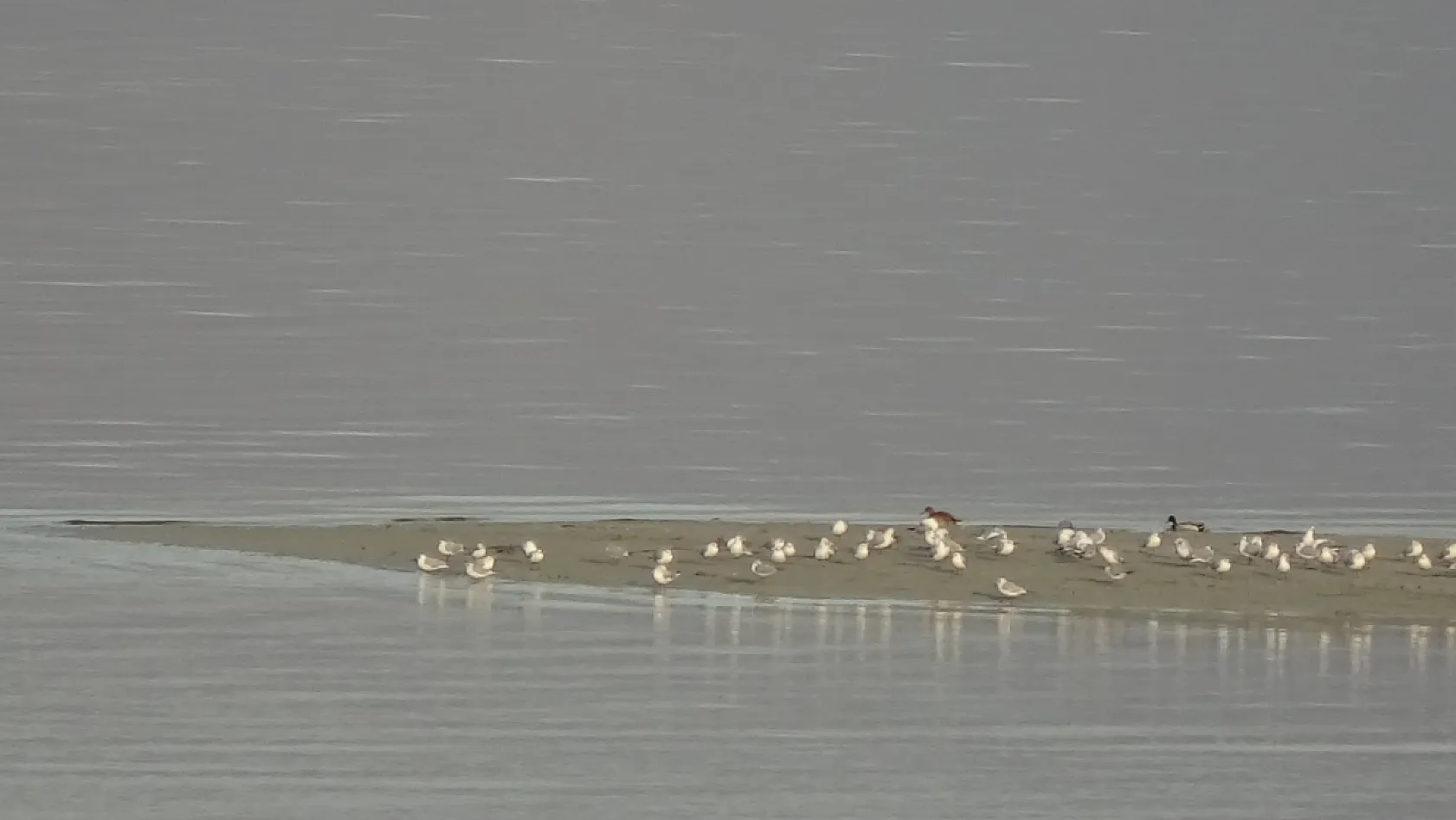 Göller Yöresi'ndeki su kuşu sayımları ekosistem değişimlerini aydınlatıyor
