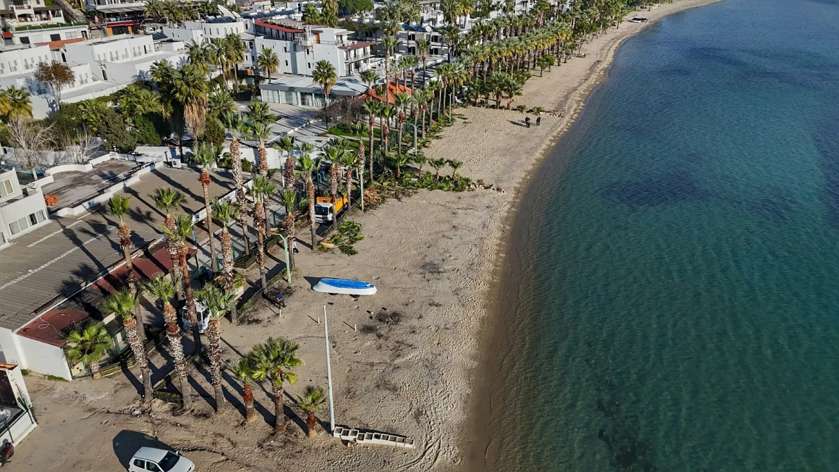 Bodrum'da palmiyelerde bakım zamanı