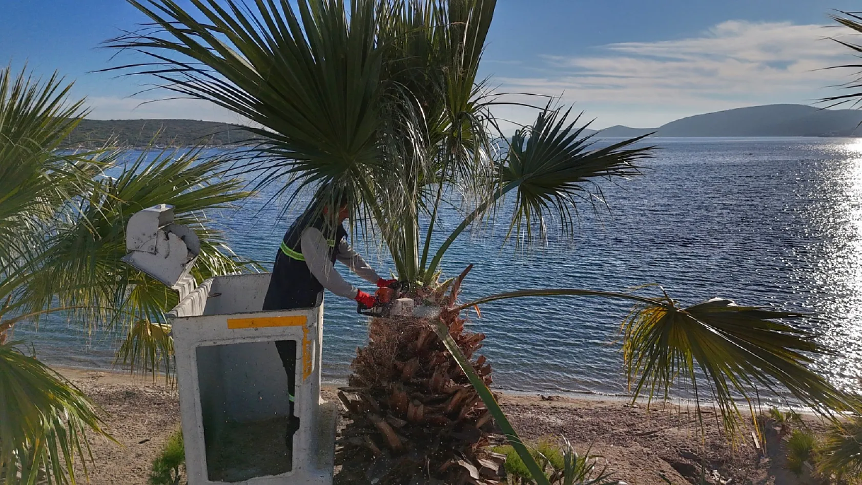 Bodrum'da palmiyelerde bakım zamanı