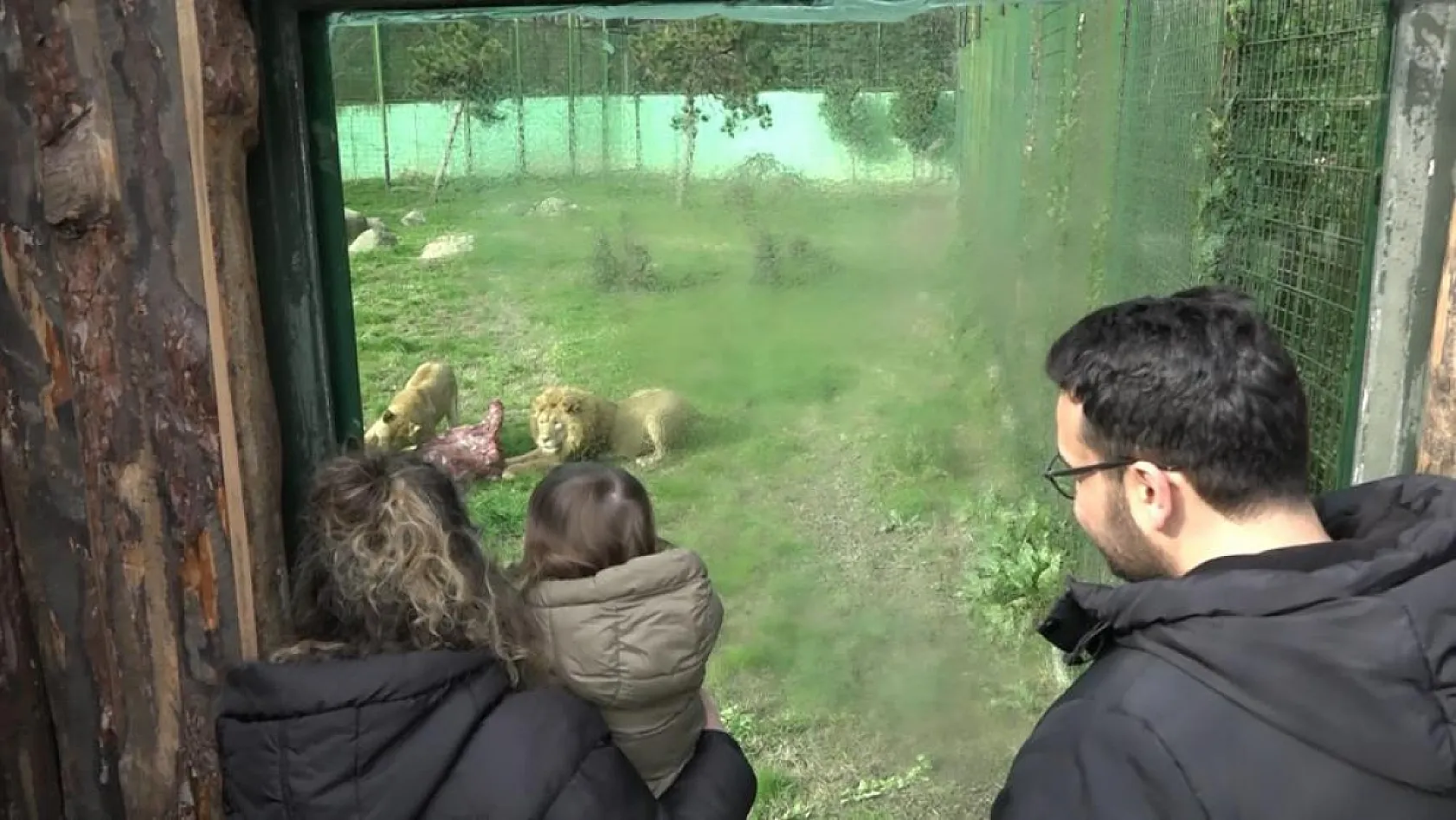Belgesel gibi görüntüler! Aslanlar 75 kilo eti böyle yedi