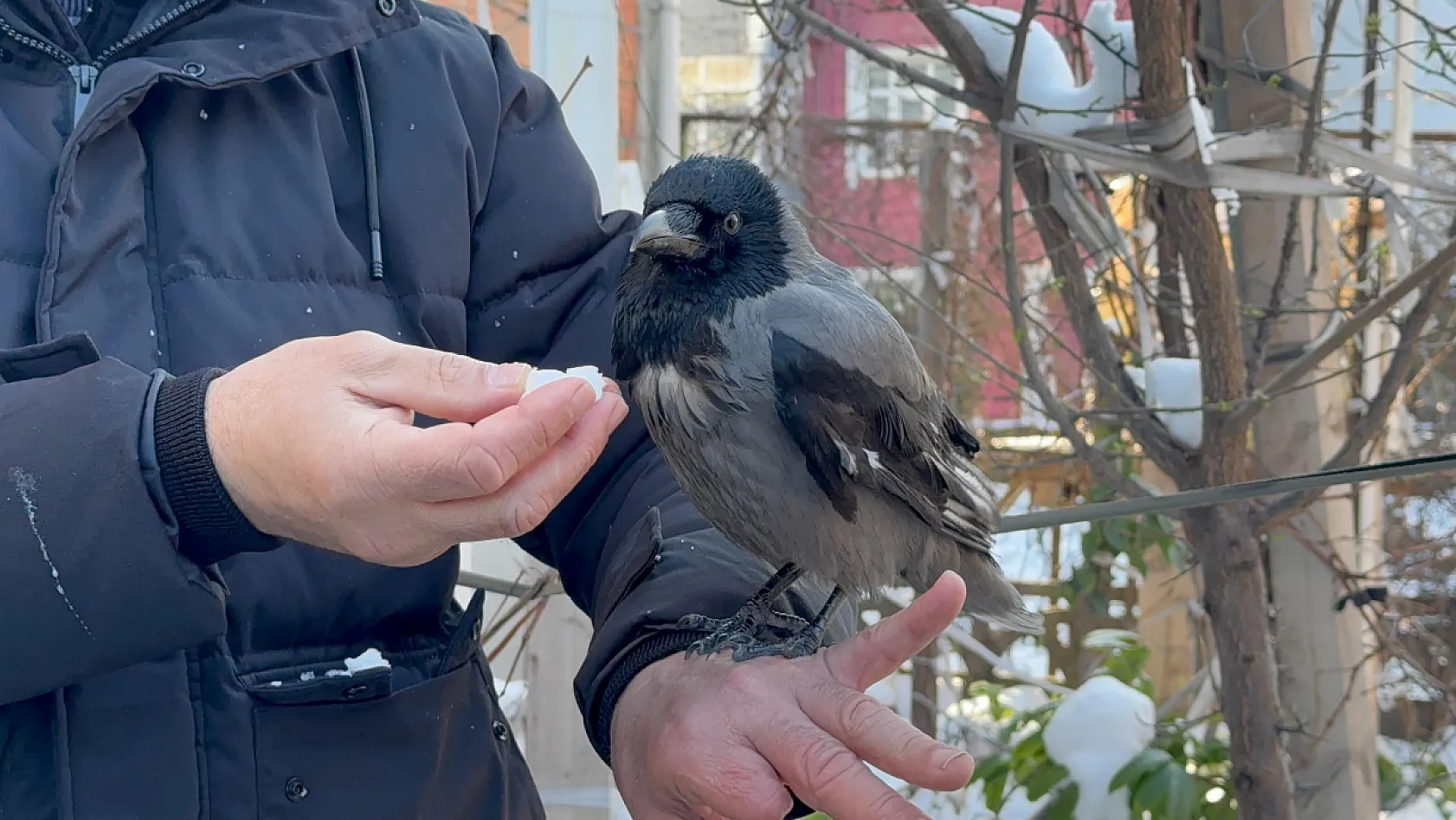 Karganın kar banyosu keyfi: 'Bir tek şampuanı eksik'
