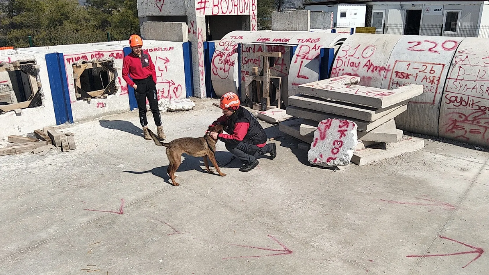 Enkazın sessiz kahramanı arama kurtarma köpeği Tayga Muğla'da görev başında