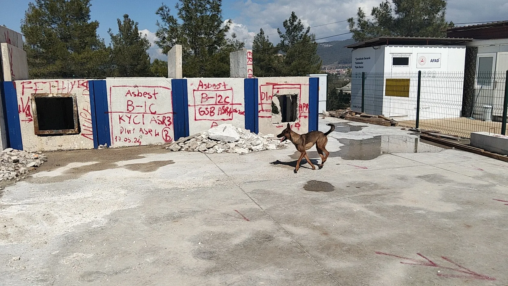 Enkazın sessiz kahramanı arama kurtarma köpeği Tayga Muğla'da görev başında