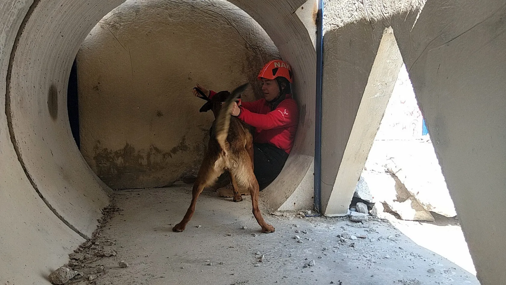 Enkazın sessiz kahramanı arama kurtarma köpeği Tayga Muğla'da görev başında