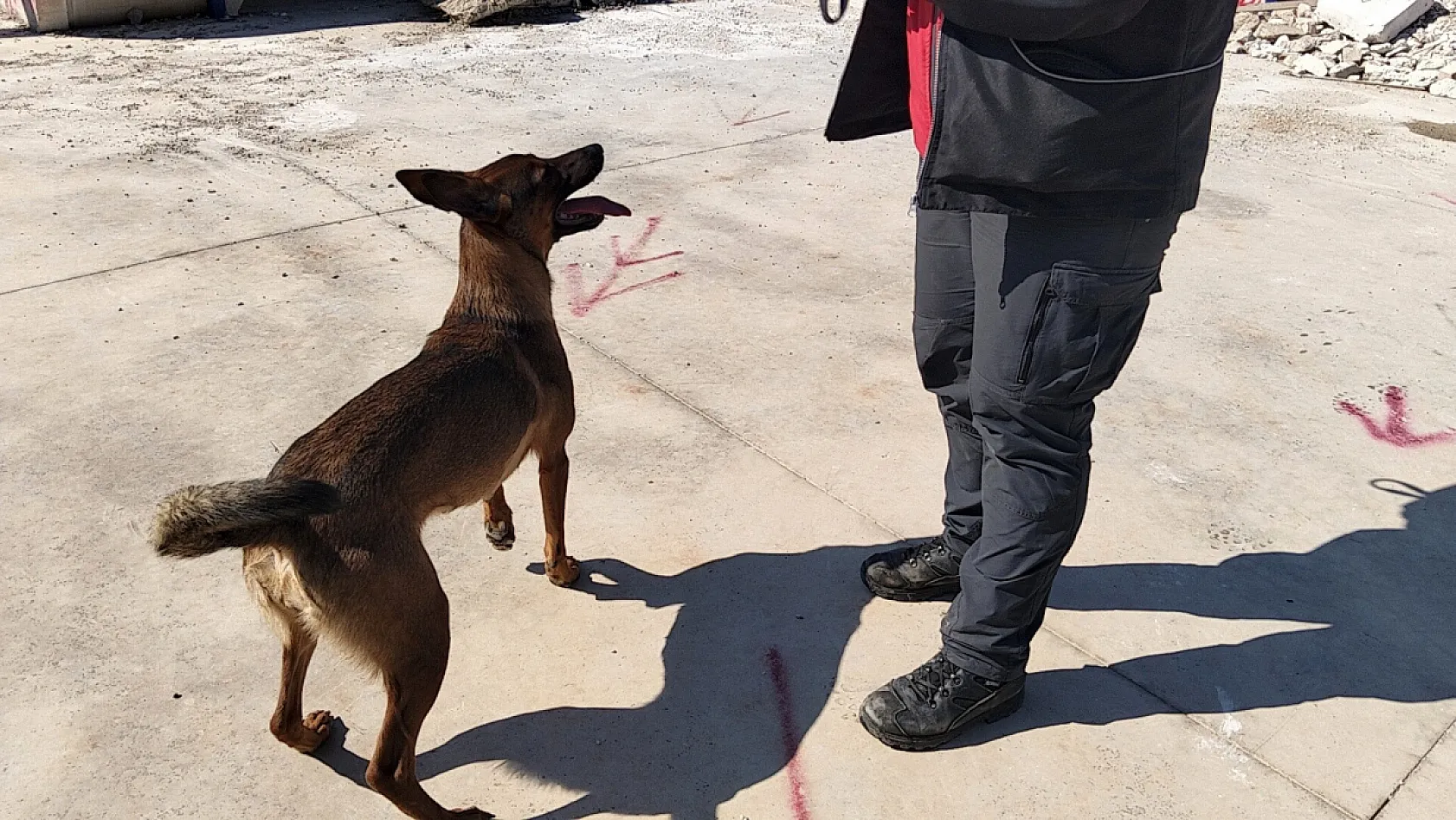 Enkazın sessiz kahramanı arama kurtarma köpeği Tayga Muğla'da görev başında