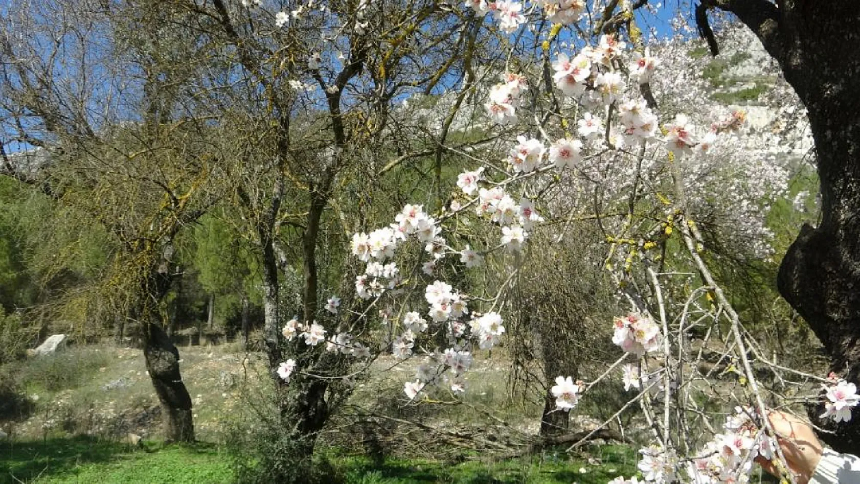 Muğla'da bahar mevsimi kendini hissettiriyor