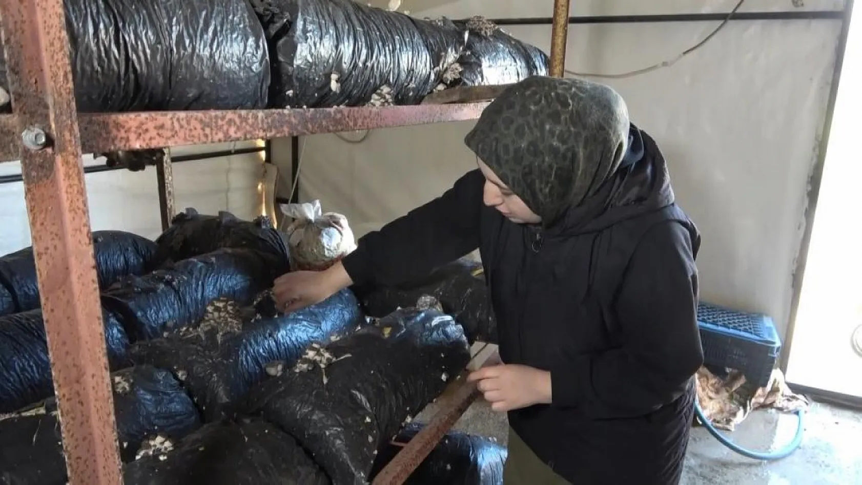 4 çocuk annesinin azmi: Yıllık 35 ton mantar üretiyor, talepleri karşılayamıyor