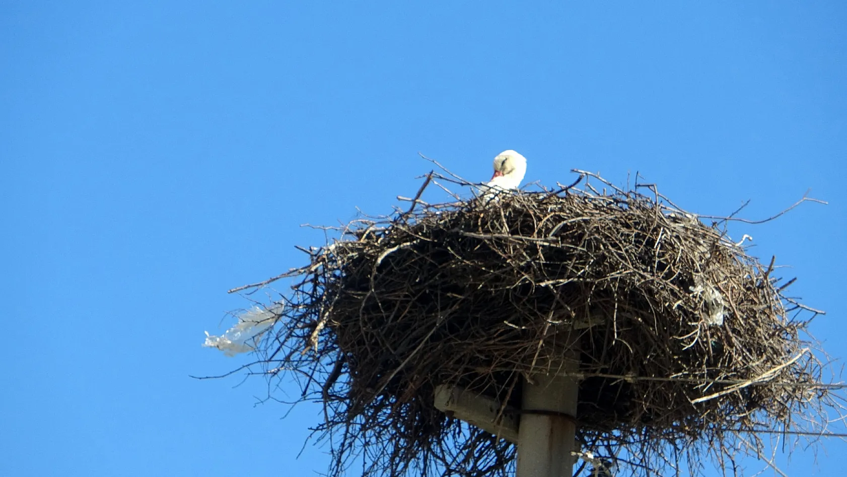 Menteşe'de baharın habercisi leylekler yuvalarına dönüyor