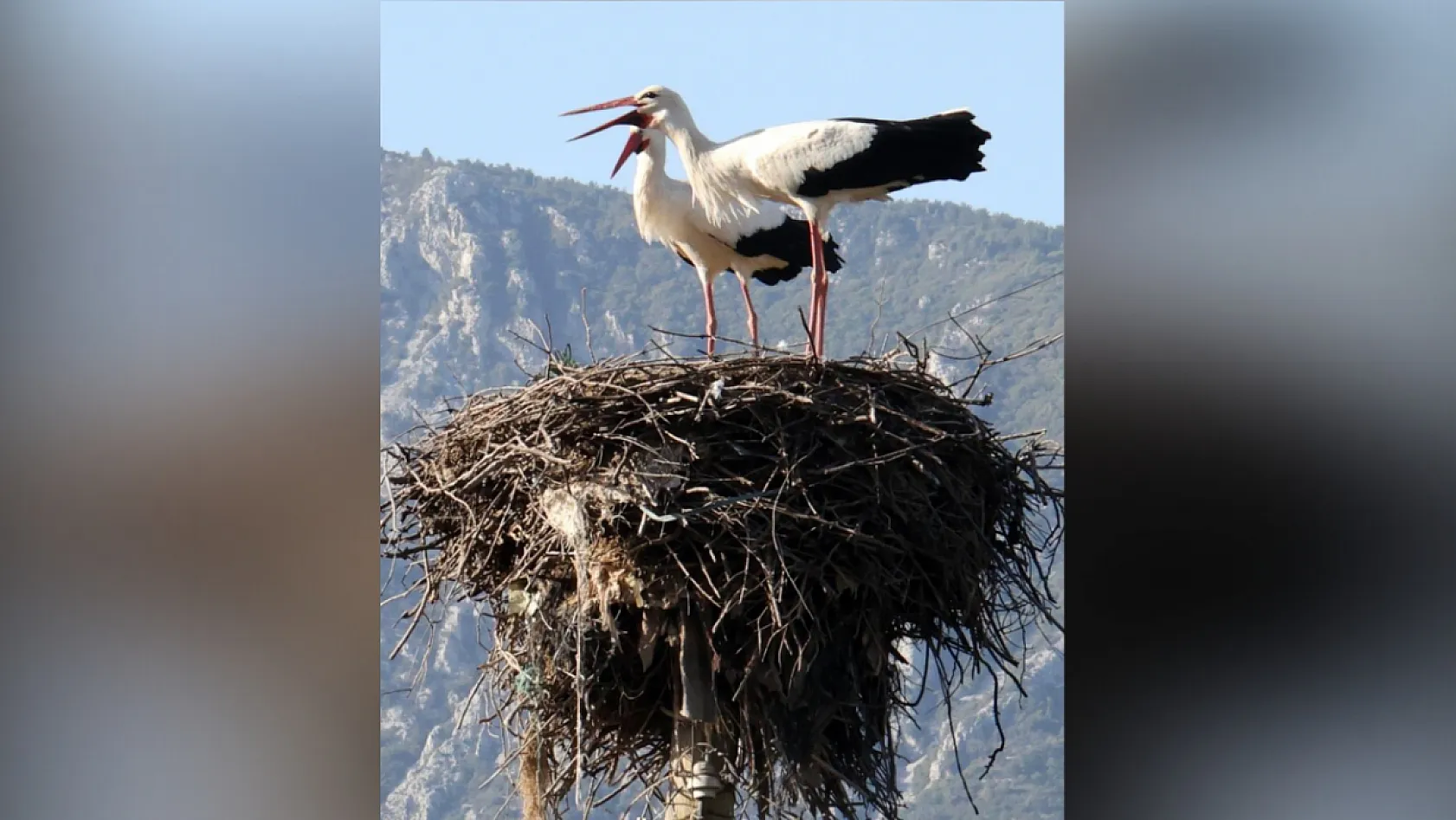 Muğla'nın leylek köyünde büyük artış! Akçapınar leyleklerle dolup taşıyor
