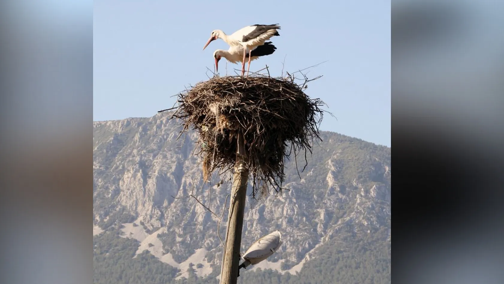 Muğla'nın leylek köyünde büyük artış! Akçapınar leyleklerle dolup taşıyor