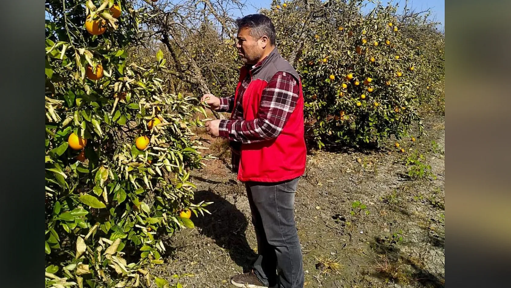 Ortaca'da meyve bahçelerinde zarar tespit çalışmaları devam ediyor