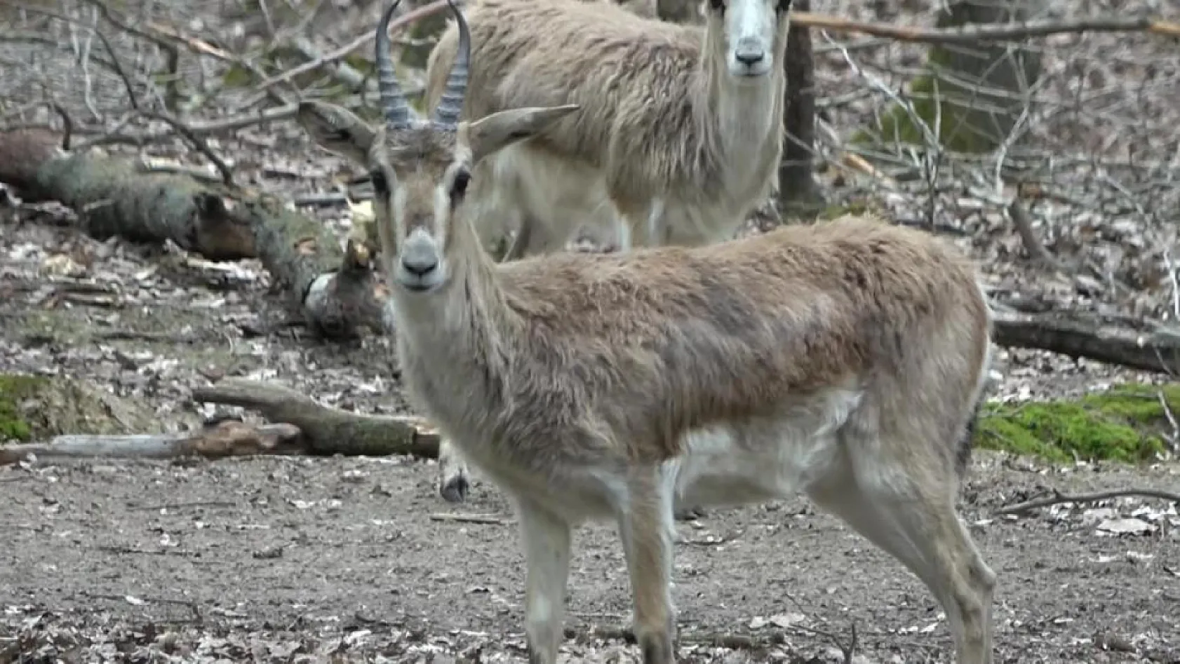 Kızıl geyikler boynuzlarını değiştiriyor