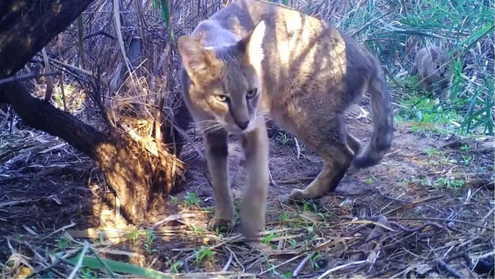 Doğada nadir görülüyor! Nesli tehlike altındaki saz kedisi yavrularıyla görüntülendi