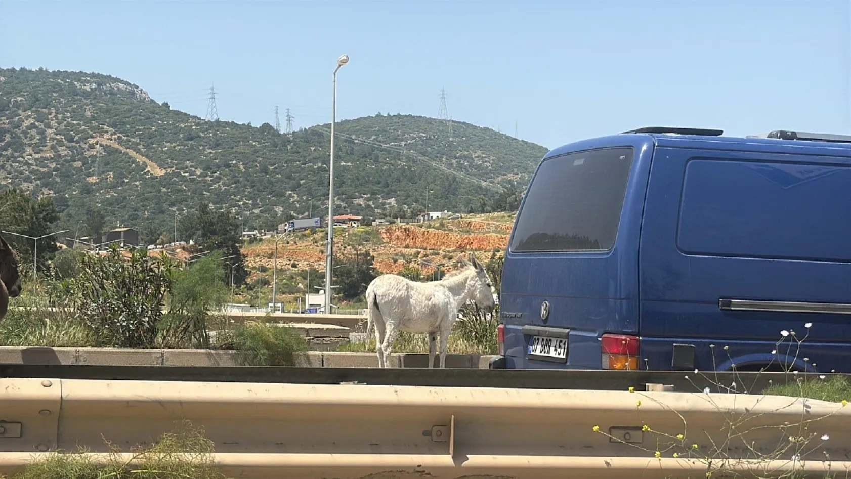 Bodrum'da eşekler trafiği bir birine kattı