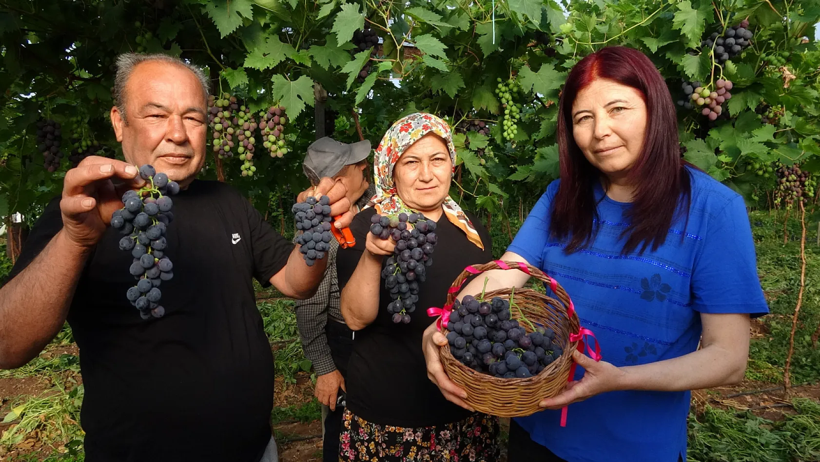 'Siyah İnci' hasadı başladı