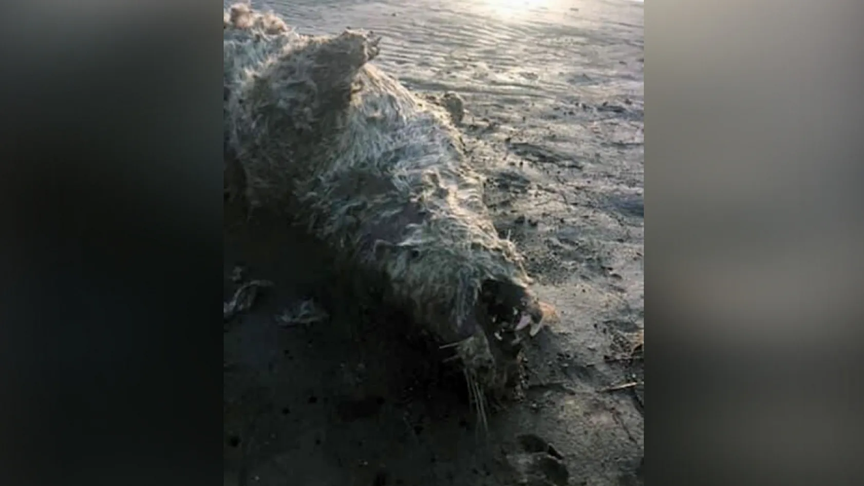 Muğla'da nesli tehlike altında olan su samuru sahilde ölü bulundu