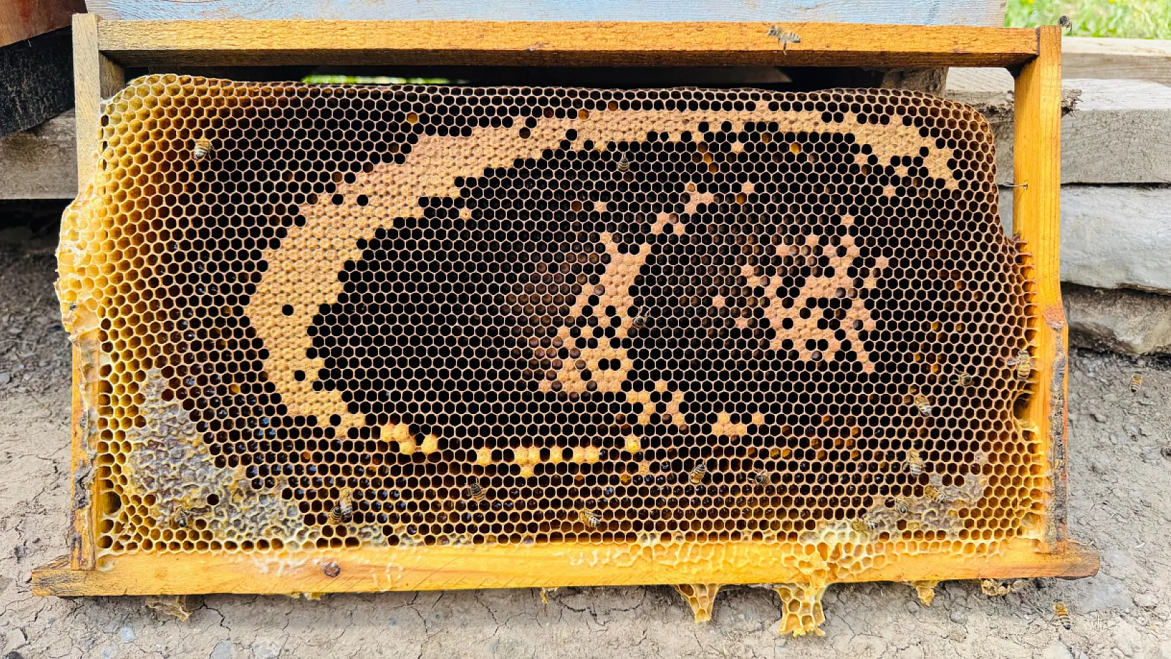 Bal arılarının yaptığı bu petek Türk Bayrağı'na benziyor