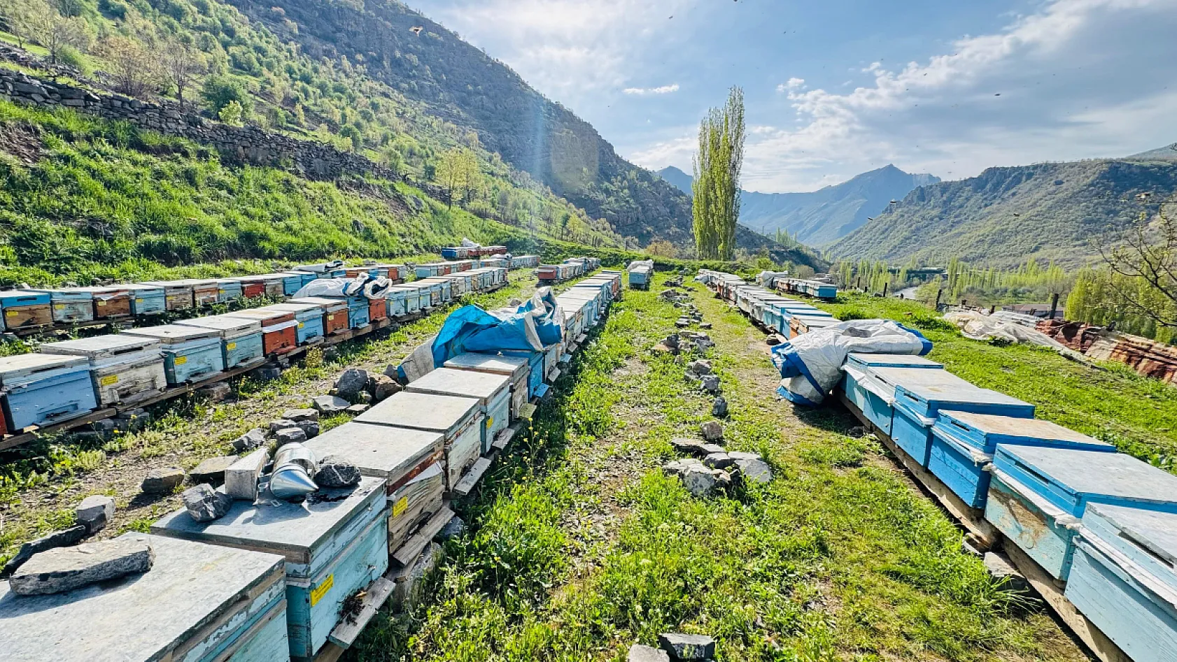 Bal arılarının yaptığı bu petek Türk Bayrağı'na benziyor