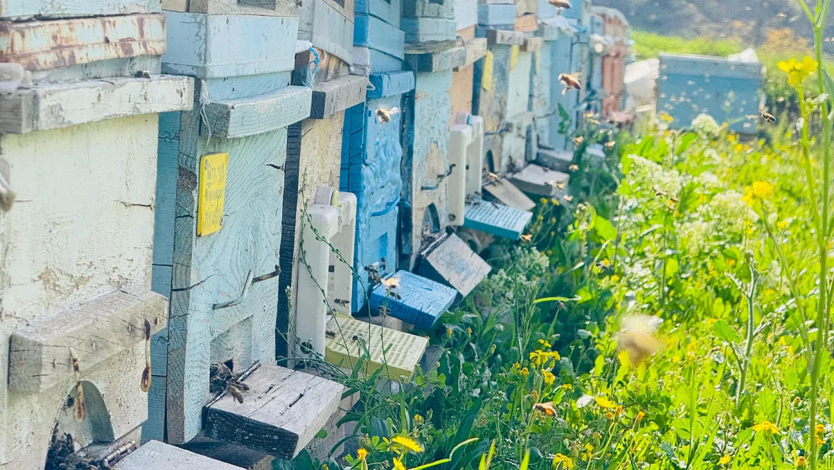 Bal arılarının yaptığı bu petek Türk Bayrağı'na benziyor