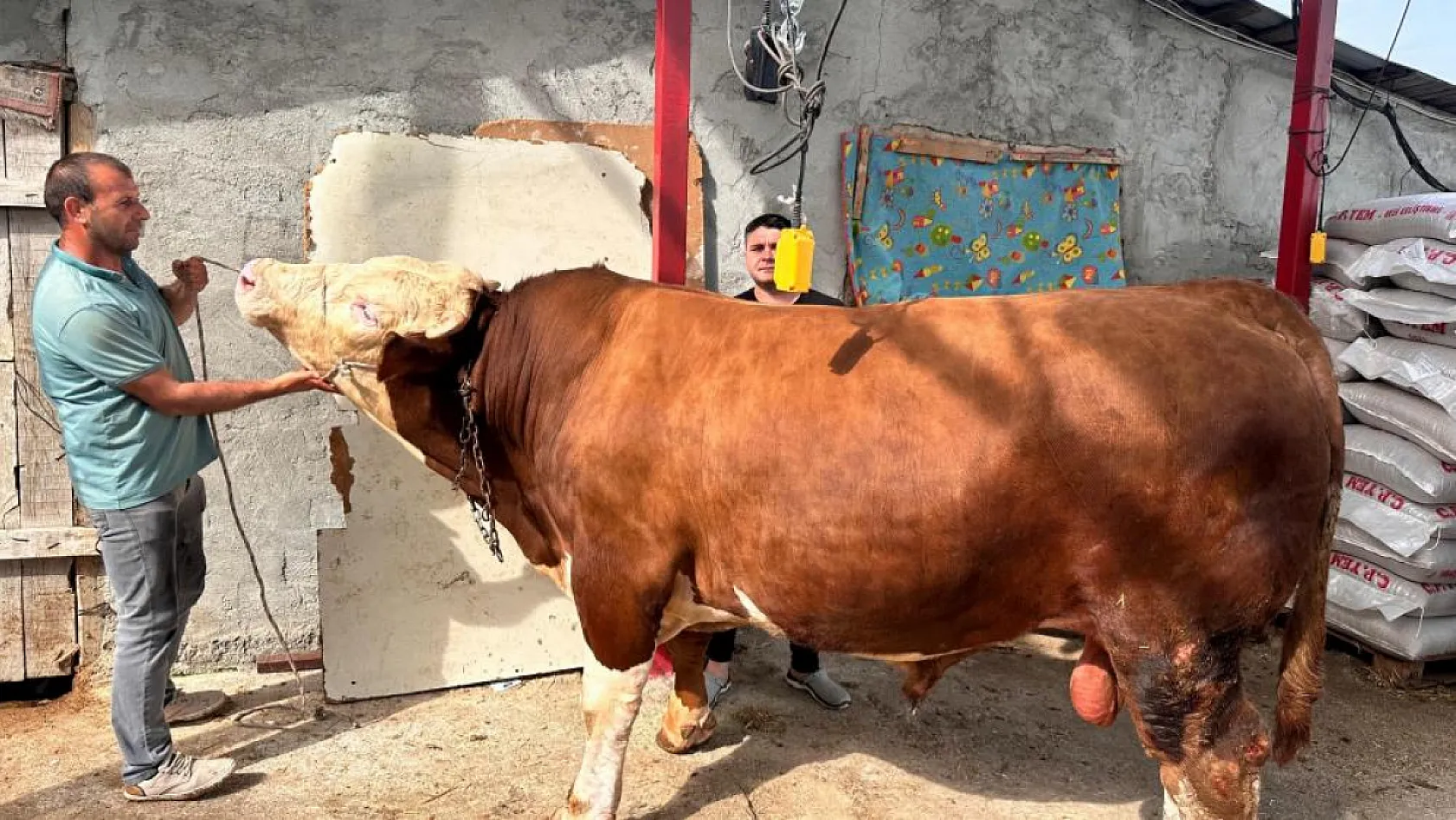 1 ton 200 kiloluk kurbanlık, araba fiyatına alıcısını bekliyor