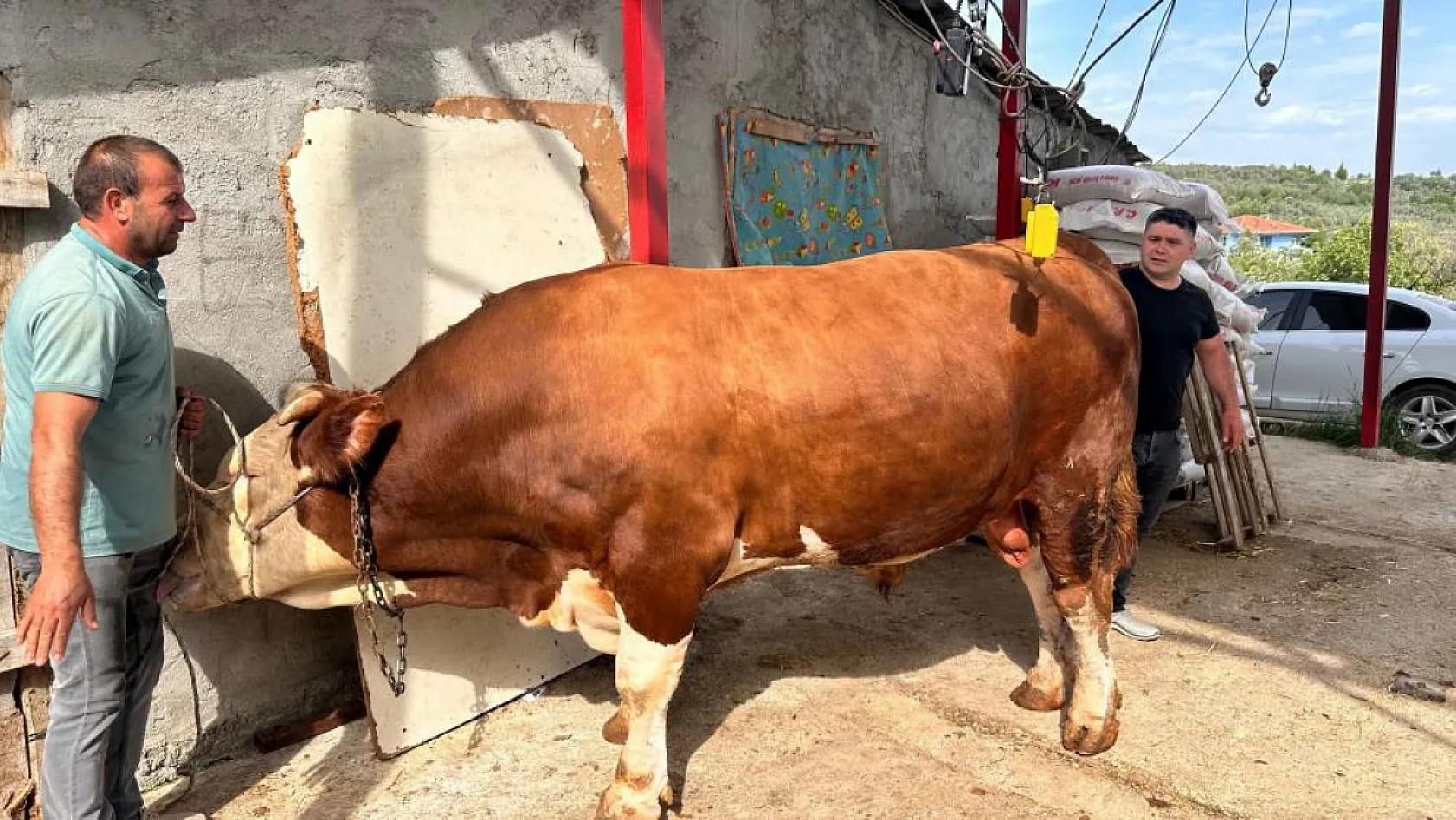 1 ton 200 kiloluk kurbanlık, araba fiyatına alıcısını bekliyor