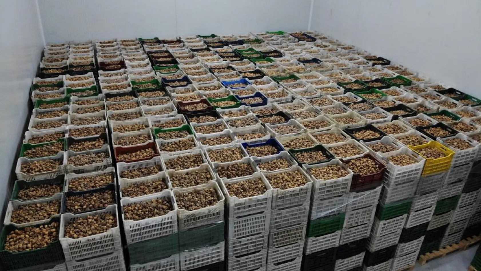 Kuru incir ihracatında yılın şok artışı! Türkiye 292 milyon dolar kazandı!