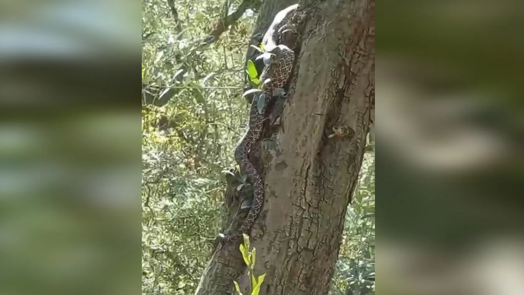 Zeytin ağacında 2,5 metrelik yılan görenleri şoke etti