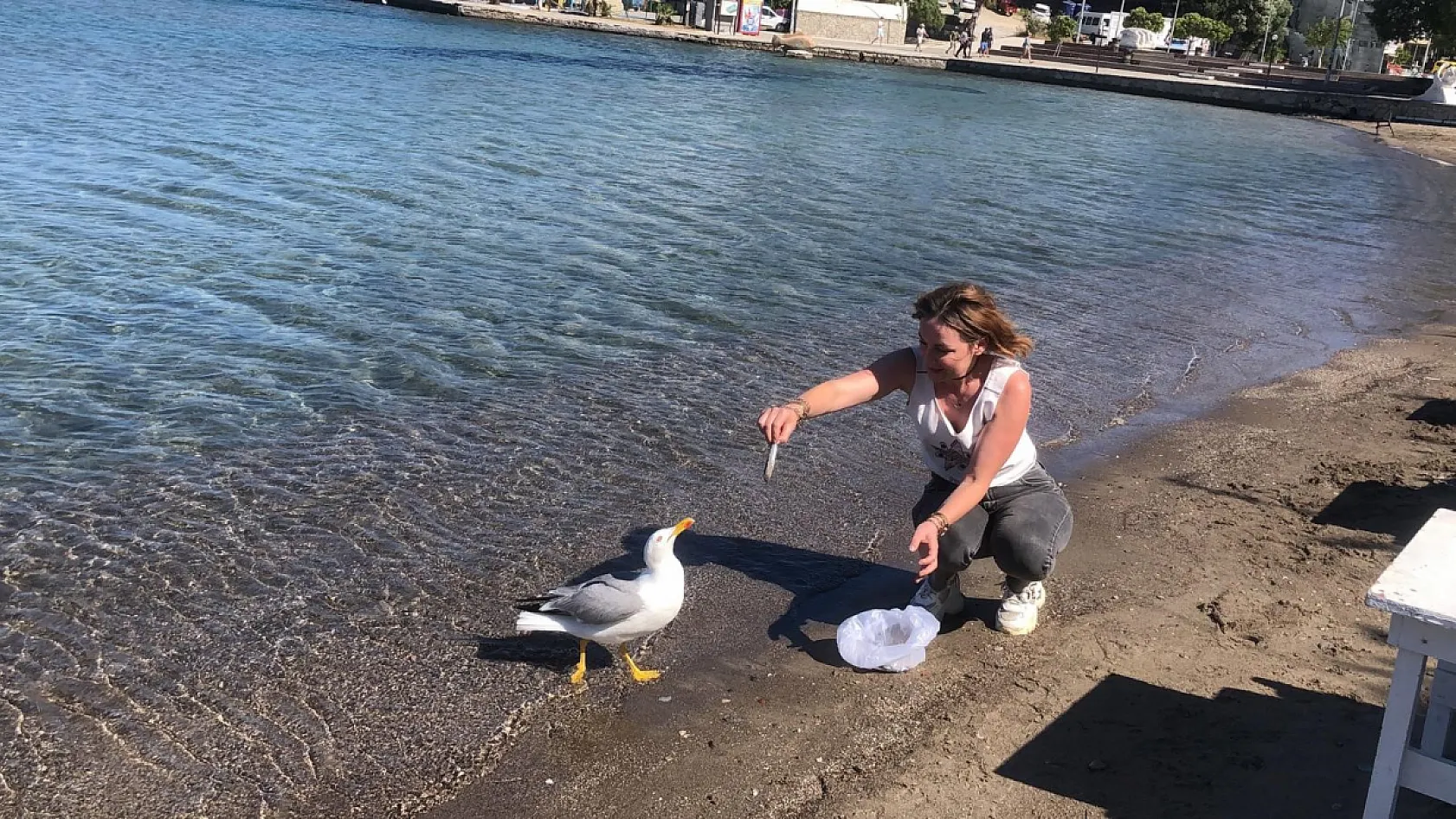 Sevimli martı Kumluk Plajı'nın maskotu oldu