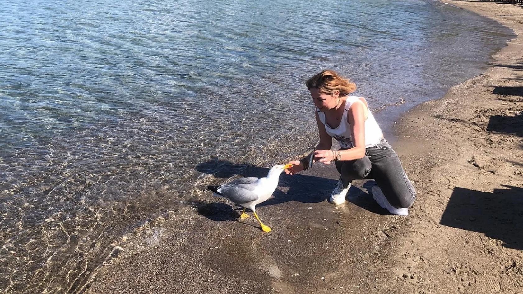 Sevimli martı Kumluk Plajı'nın maskotu oldu