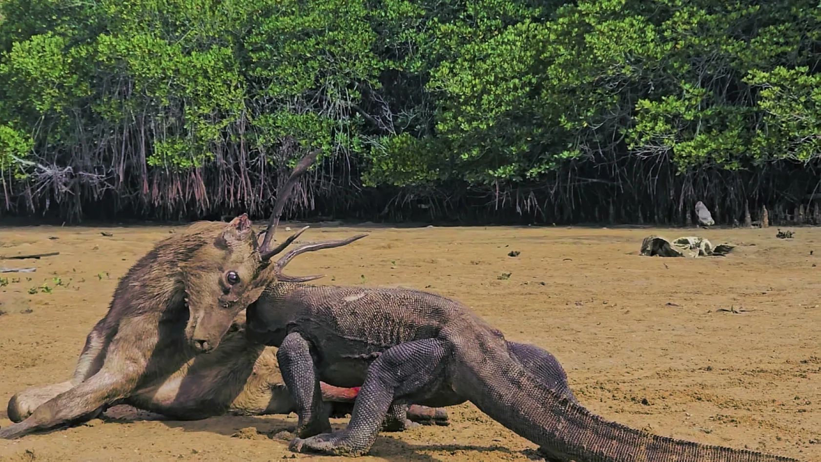 Türk belgesel ekibi komodo ejderinin saldırısında kolu ampute olan çocuğun tedavisini üstlenmek istiyor