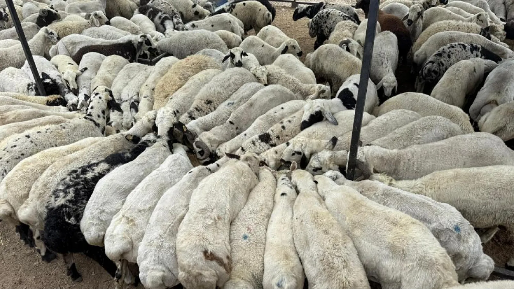 Karnı şiş kurbanlıklara dikkat: Yeme karıştırılan tuz ve sumak koyunları şişkin gösteriyor