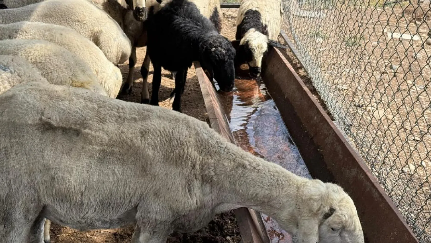 Karnı şiş kurbanlıklara dikkat: Yeme karıştırılan tuz ve sumak koyunları şişkin gösteriyor