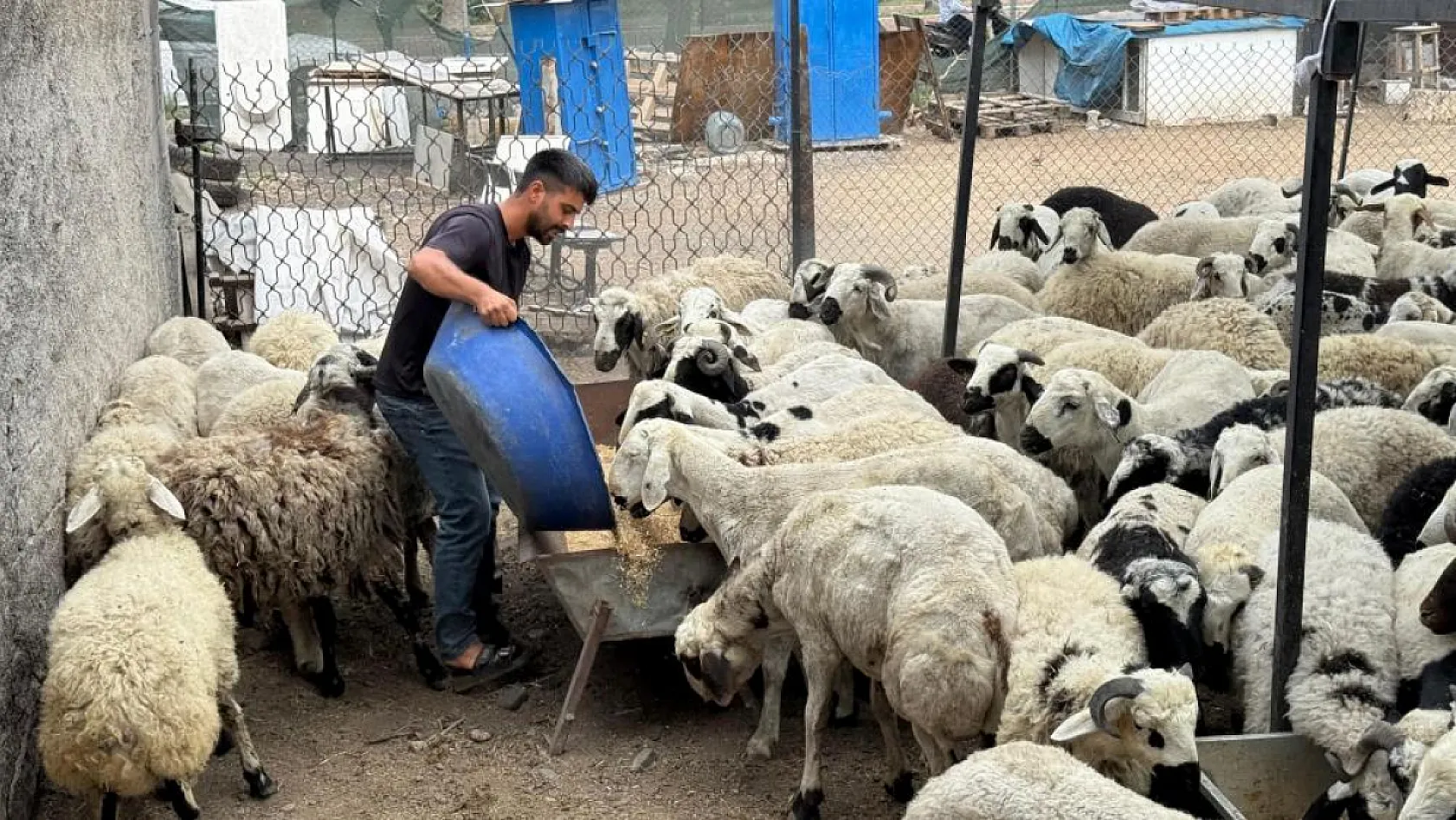 Karnı şiş kurbanlıklara dikkat: Yeme karıştırılan tuz ve sumak koyunları şişkin gösteriyor