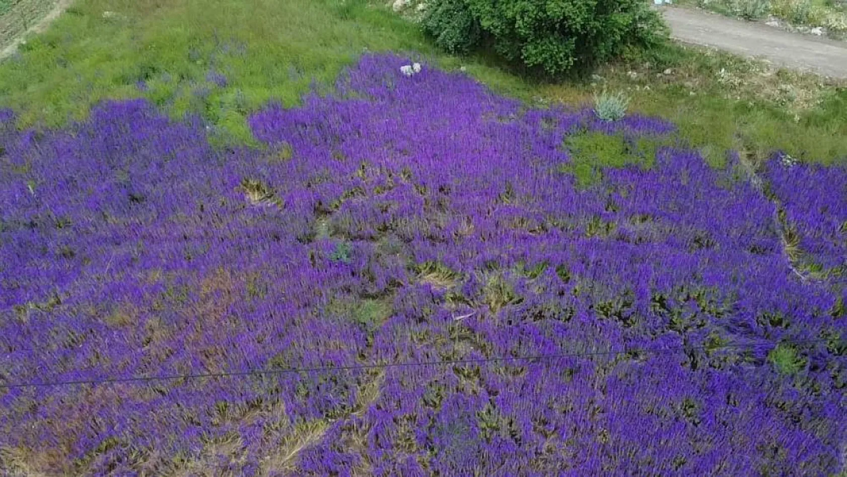 Fotoğraf meraklılarının yeni gözdesi 'hanımeli' çiçeği tarlaları