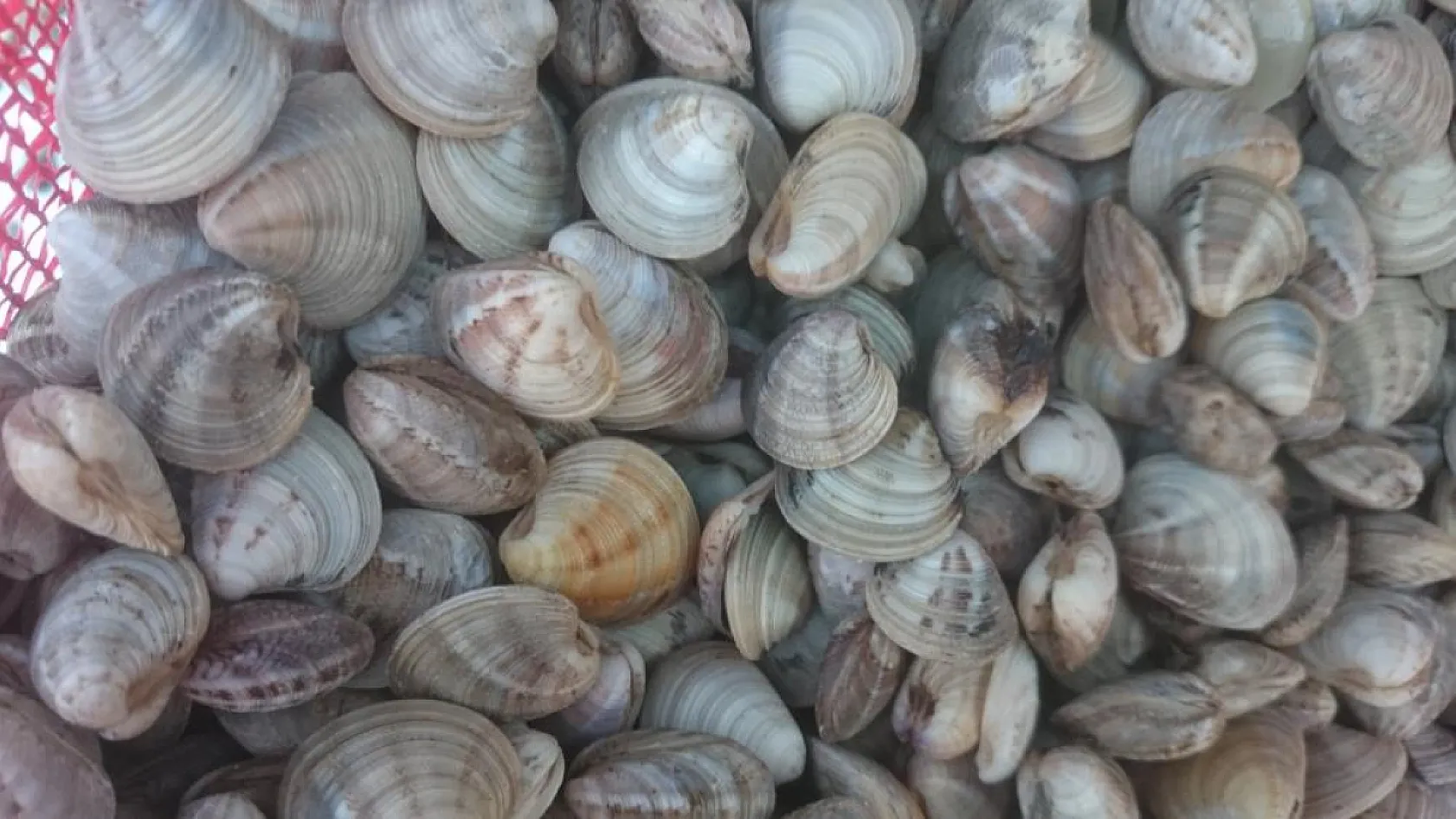 TÜİK açıkladı! Bu deniz canlıları rekor kırdı