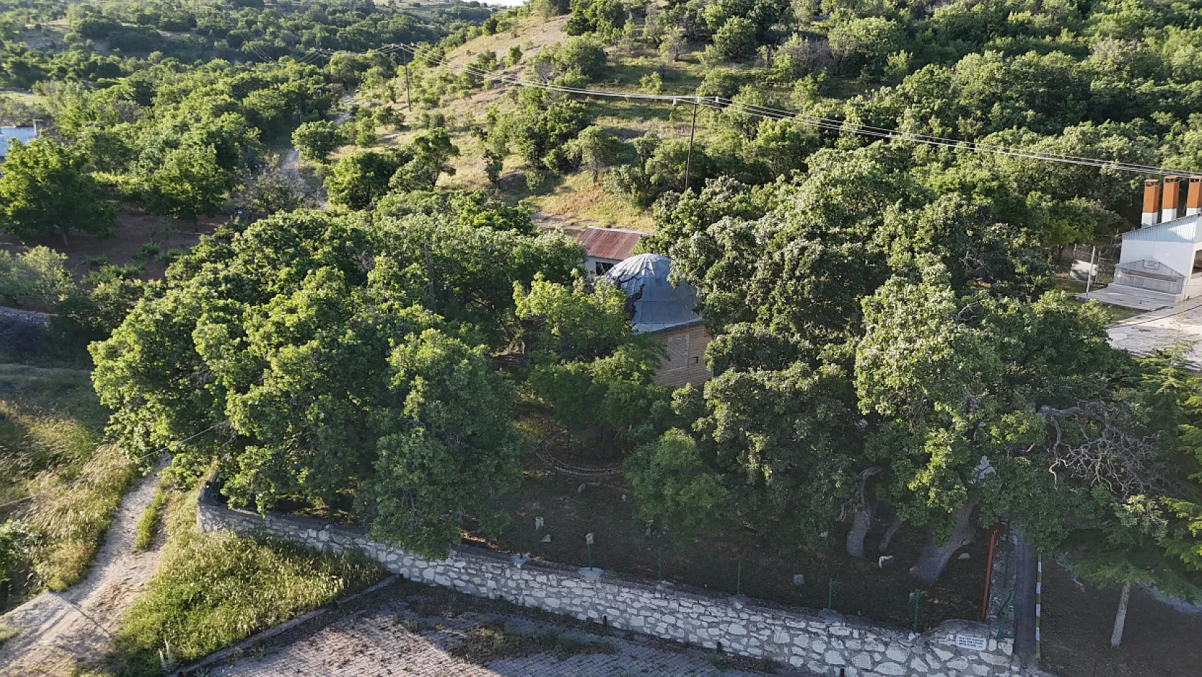 800 yıllık 'Menengiç ağacı' zamana direniyor