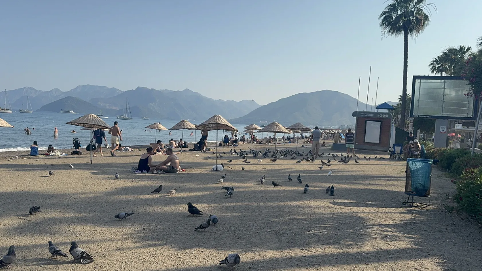 Marmaris Halk Plajı'nın kanatlı müdavimlerine vatandaşlardan ilgi