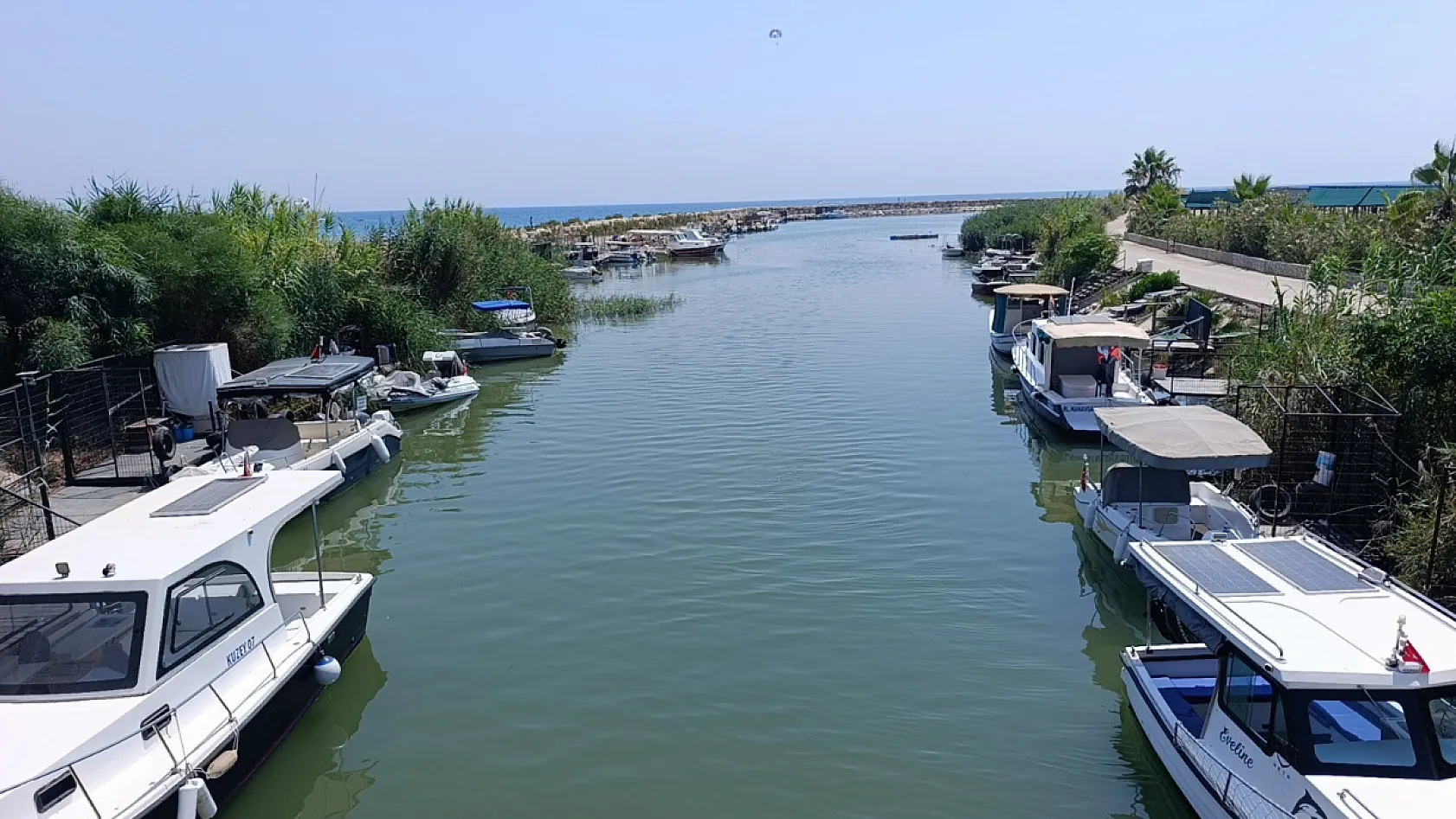 Antalya'da saldırgan Nil kaplumbağası uyarısı