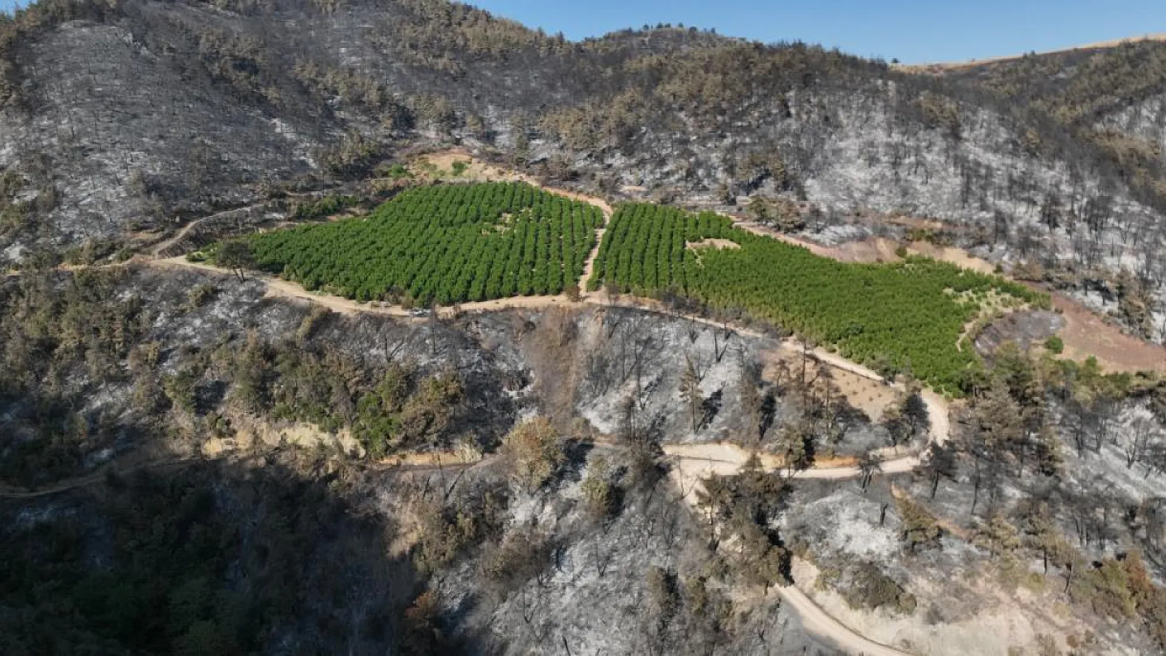 Türkiye'nin yüreğini yakan yangında yüzleri gülümseten görüntü