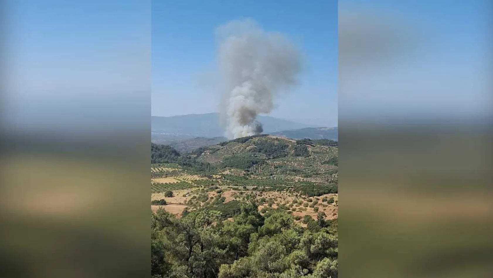 Aydın'ın Germencik İlçesinde Orman Yangını