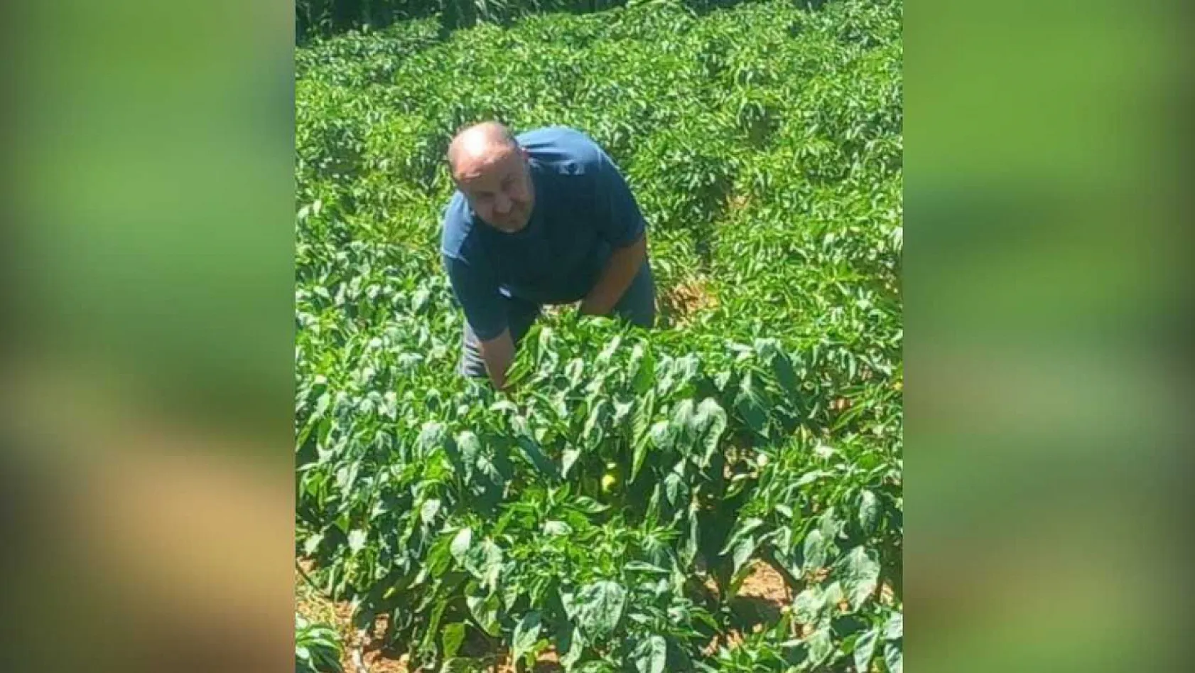 Menteşe'de hasat öncesi numune alımları sürüyor