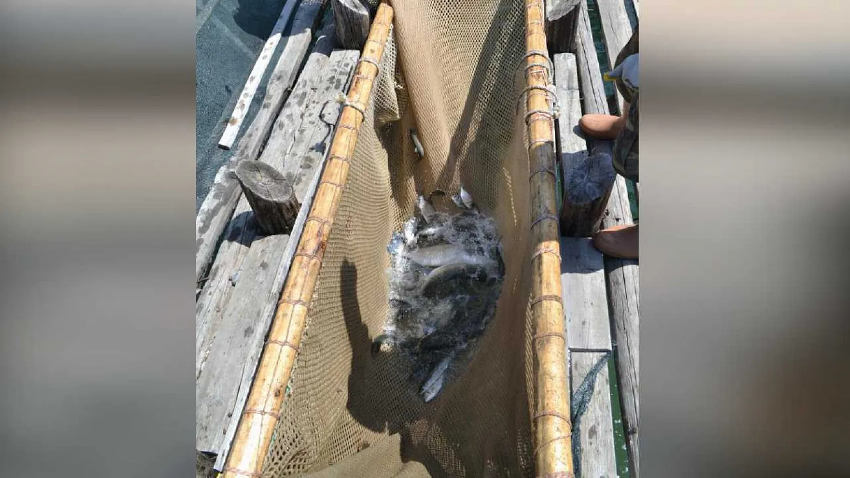 Muğla'da havuzlar açılmadı, tonlarca balık telef oldu iddiası