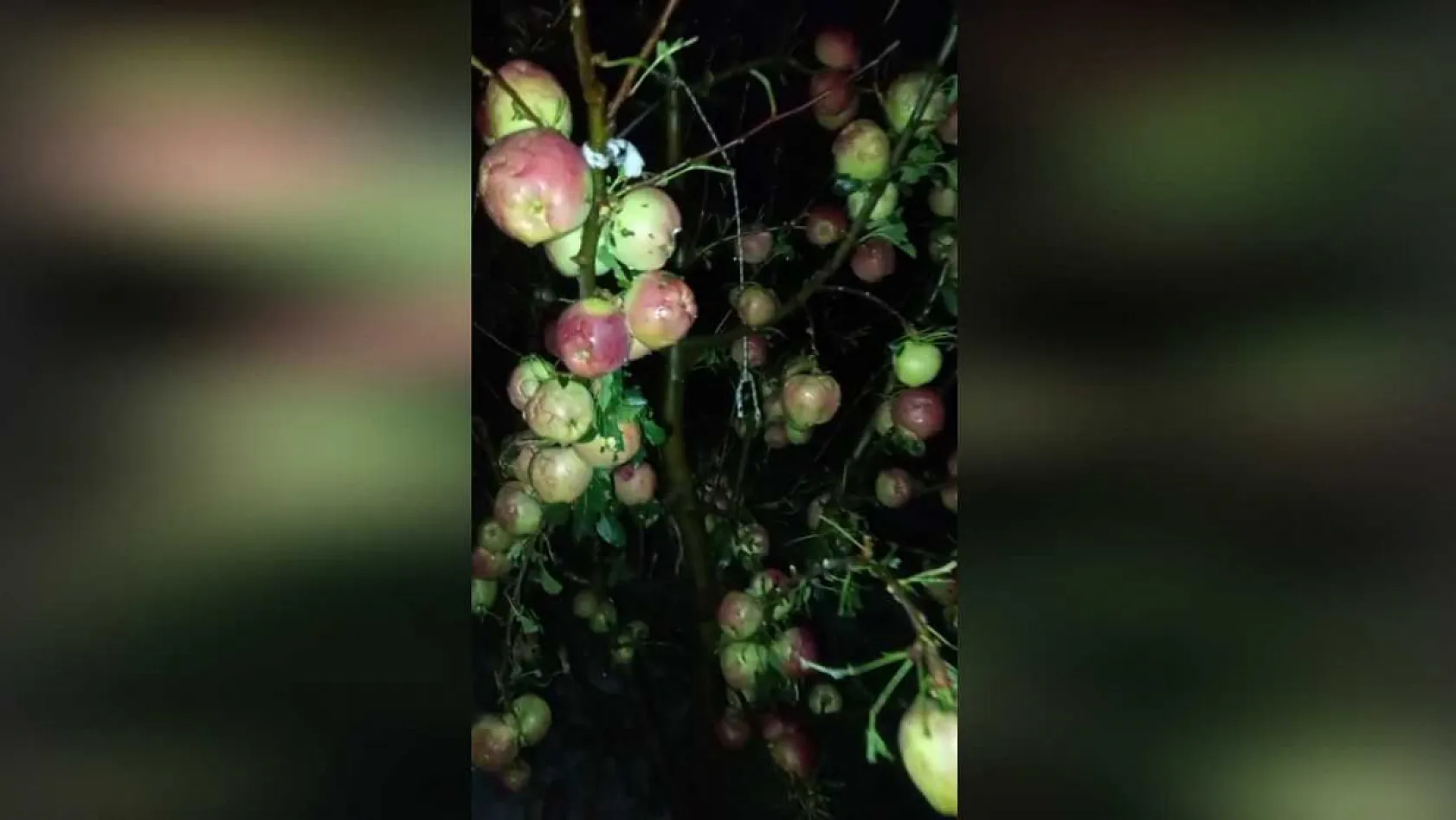 Bir gecede 4 bin 200 ton elma doluya teslim oldu, zarar 170 milyon TL