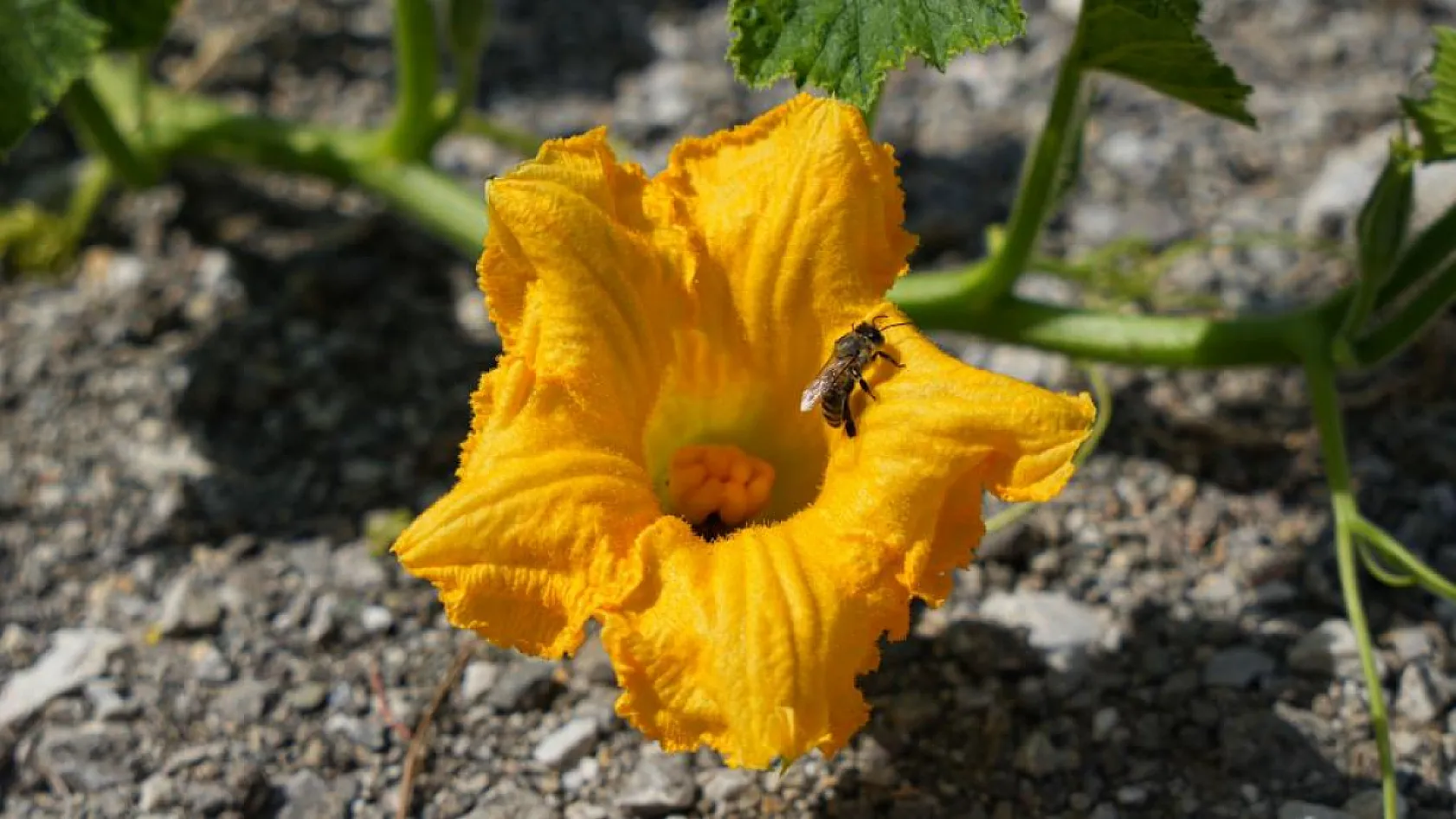 Genç Arıcı Yılda 2 Ton Bal Üretiyor