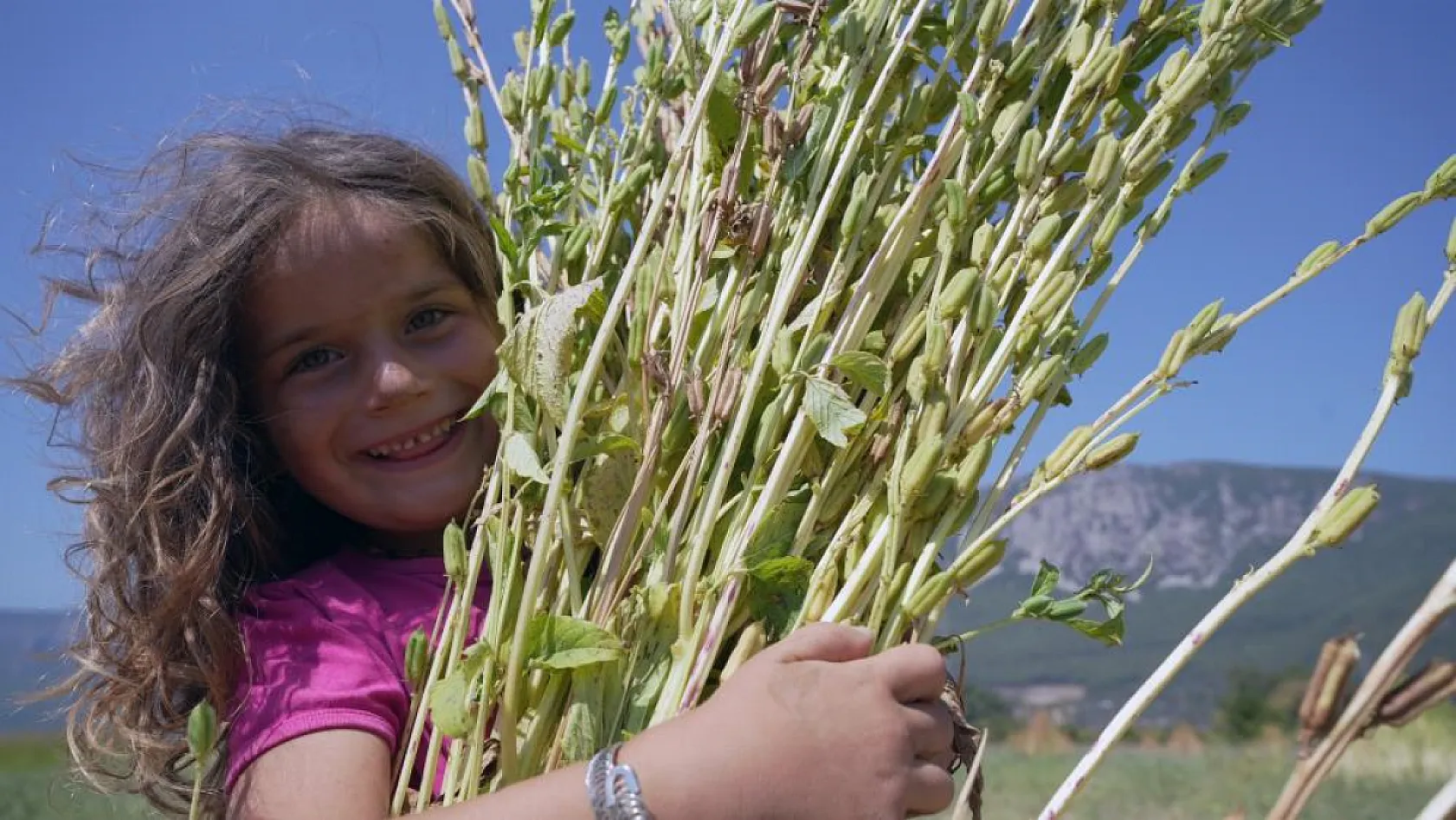 Japonlar'ın suşi susamı Gökova'dan
